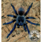 Pterinopelma sazimai/Iridescent blue 1fh  (1cm)